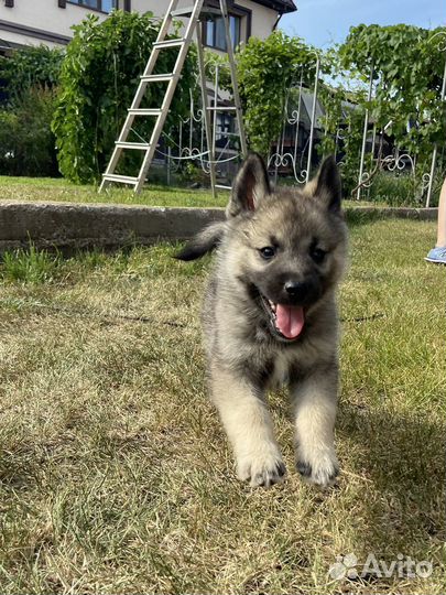 Кеесхонд вольфшпиц