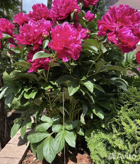 Кустодержатель