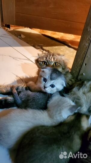 Шотландские котята