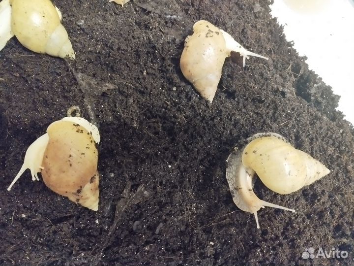 Улитята ахатины фулики (бесплатно)