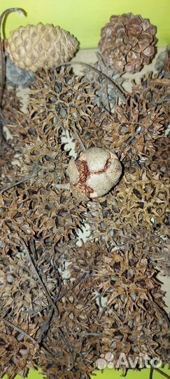 Сухоцветы для творчества