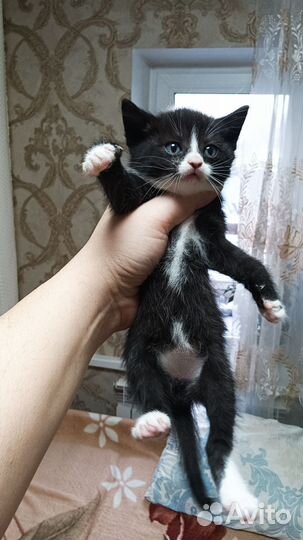 Кошки бесплатно