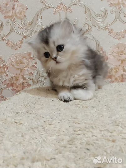 Шотландская