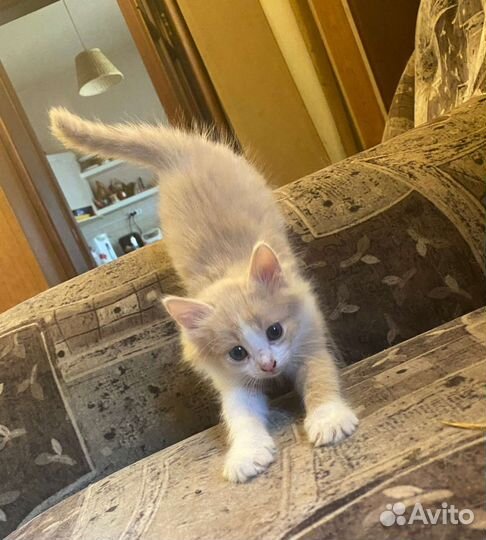 Кошка в дар бесплатно