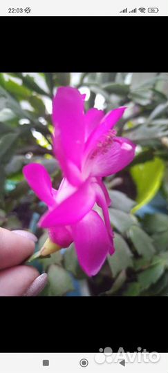 Декабрист шлюмбергера редкие сорта