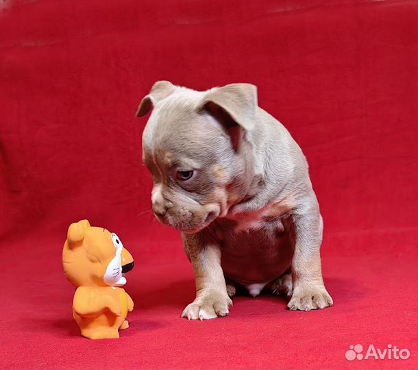 Американский Булли рядом с вами