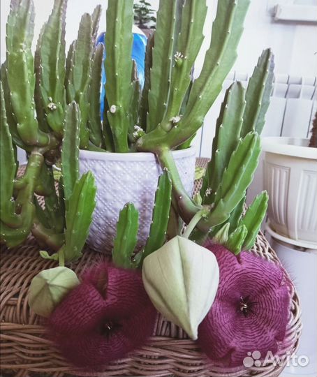 Стапелия крупноцветковая