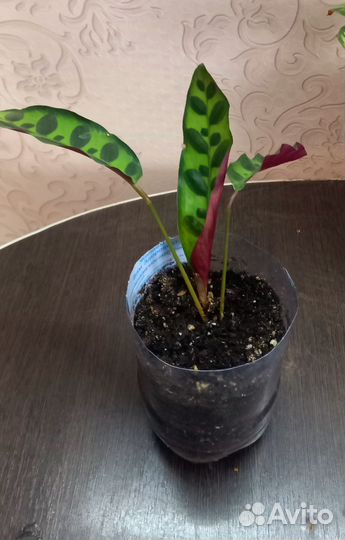 Калатея Макоя и лансифолия.Домашние цветы