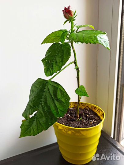 Гибискус китайская роза