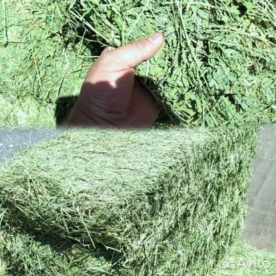 Сено люцерны в тюках солома