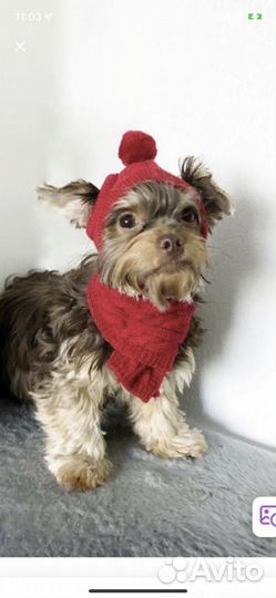 Одежда для маленьких собак