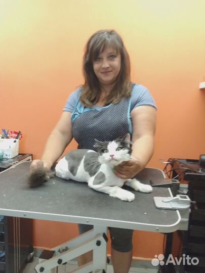 Стрижка кошек