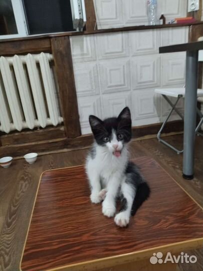 Котята в добрые руки бесплатно