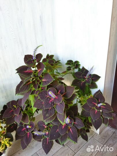 Комнатные цветы