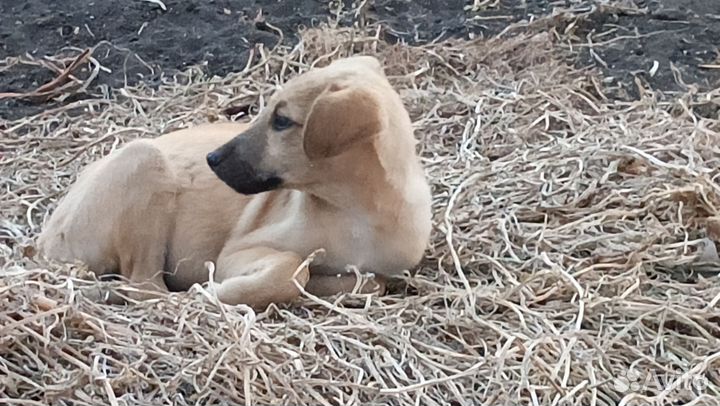 Щенок в добрые руки бесплатно