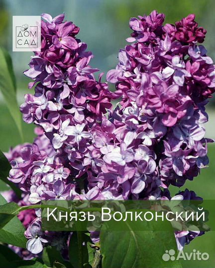 Саженцы Сирени