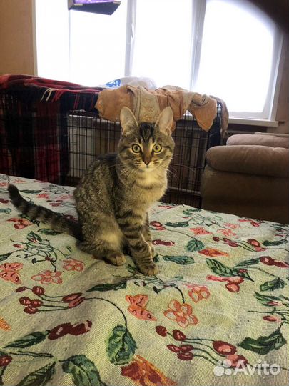 Кошечка в добрые ручки