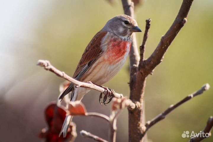 Коноплянки, снегири, щеглы и др. птицы