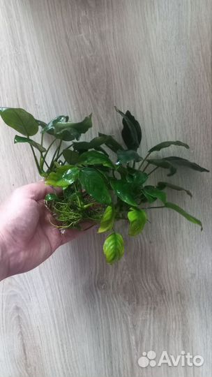Аквариумные растения