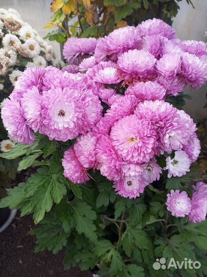 Хризантема