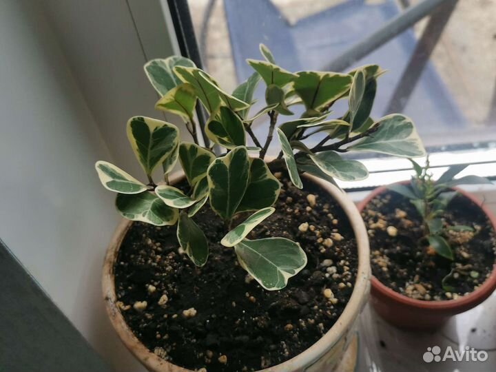 Фикус триангулярис