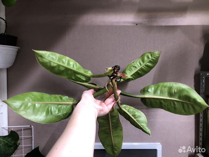 Сатин голд, мунлайт, карамель крем, шароньи