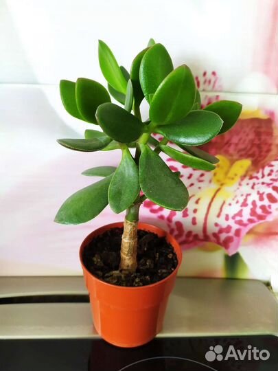 Замиокулькас фикус сансевьерия толстянка