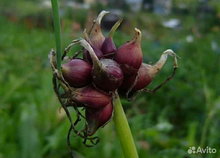 Лук многолетний многоярусный