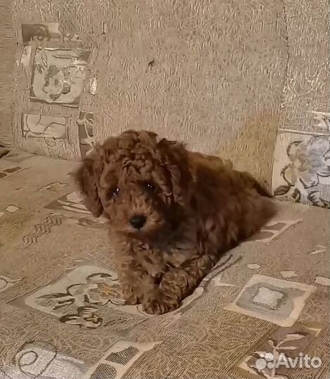 Мальчик ред браун