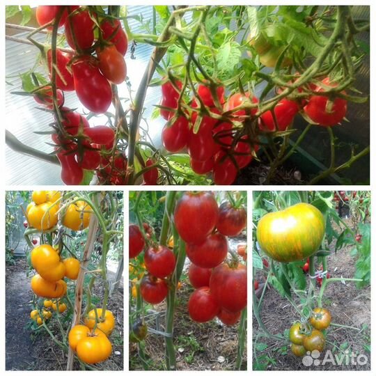 Продам коллекционные семена томатов