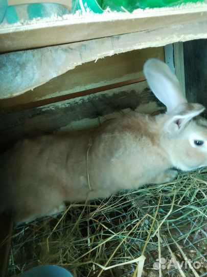 Крольчата один месяц