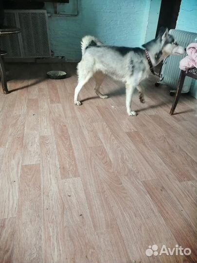 Хаски в добрые руки