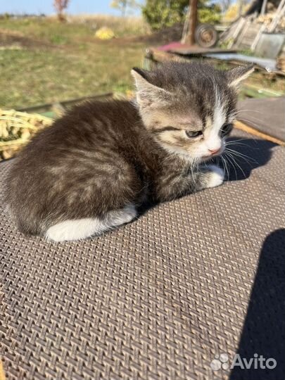 Отдам котенка
