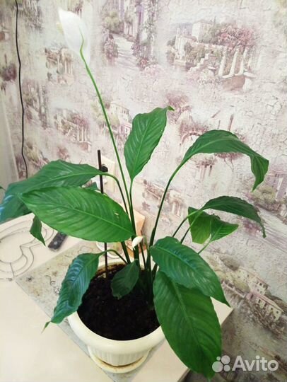 Спатифиллум