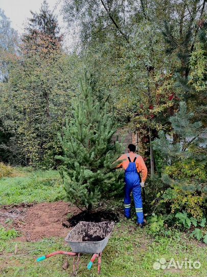 Саженец сосны 256 см