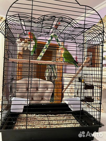 Попугаи неразлучники с клеткой