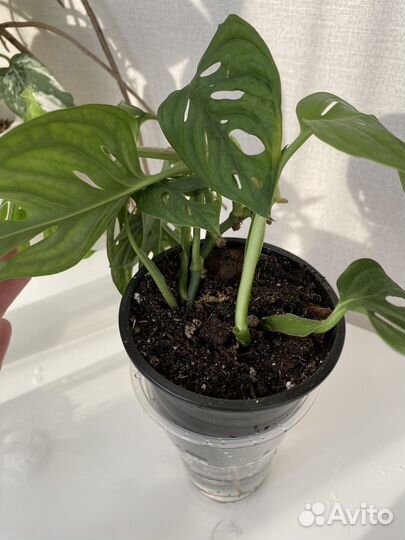 Монстера манки, сциндаптус неон, эпипренум энджой