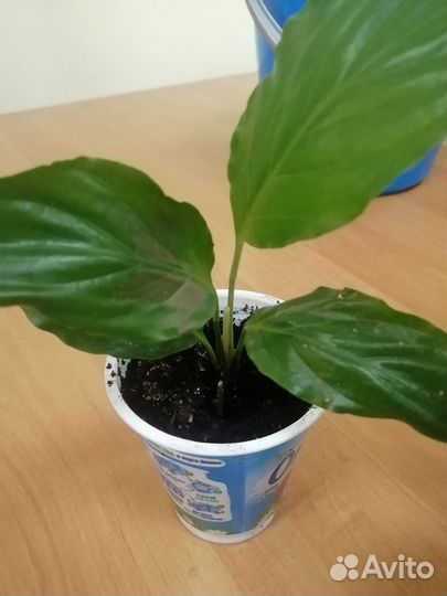 Спатифиллум - много