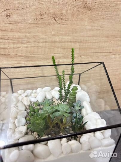 Флорариум/ Подарок/ Цветы/ Букет/Суккуленты/Кактус