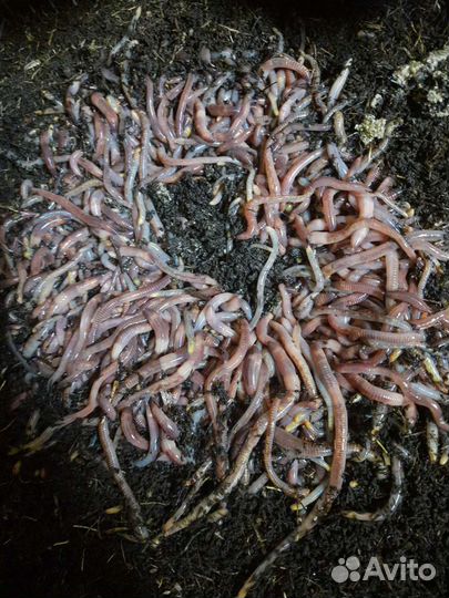 Черви для рыбалки дендробена