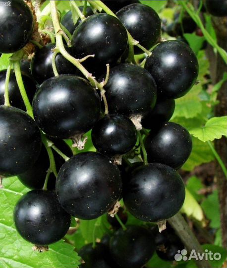 Черная смородина