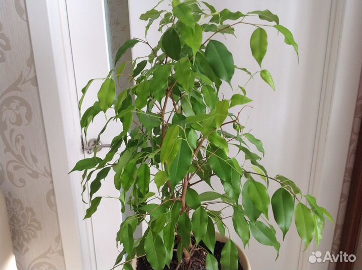 Фикус большой мелколистный