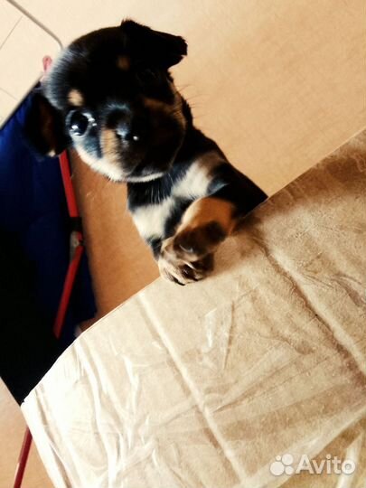 Той-терьер щенки