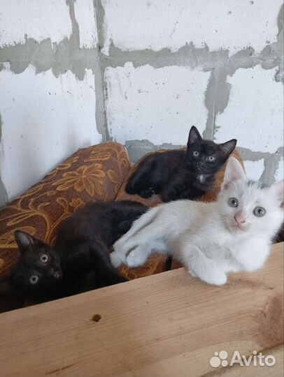 Котята в добрые
