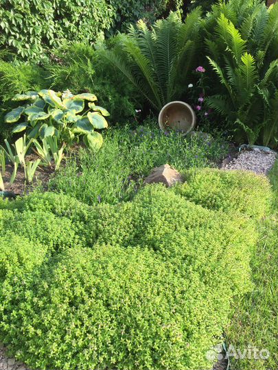 Тимьян ползучий, чистец шерстистый, манжетка