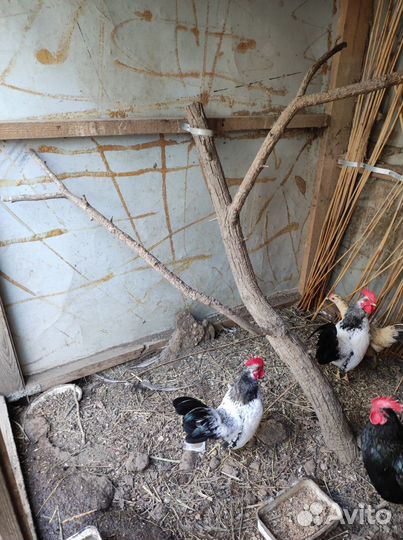 Куры декоративные