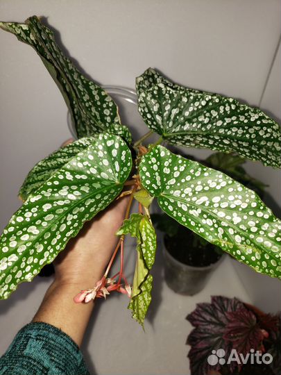 Бегония декоративно лиственная