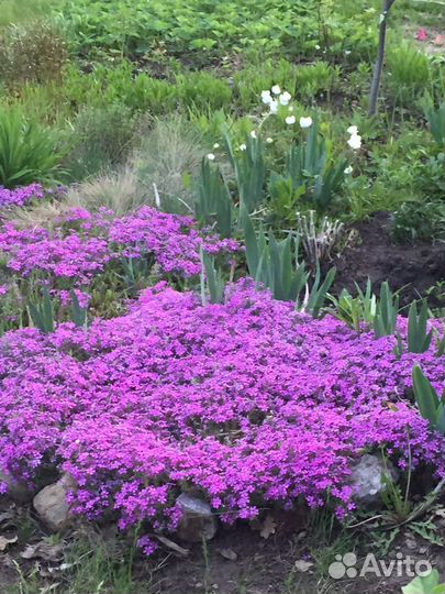 Продаю многолетние декоративные растения,саженцы