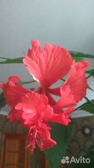 Олеандр и гибискусы