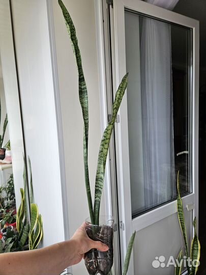 Сансевиерия